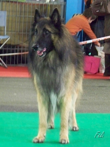 n°84 Fares van de hoge laer 5344.JPG